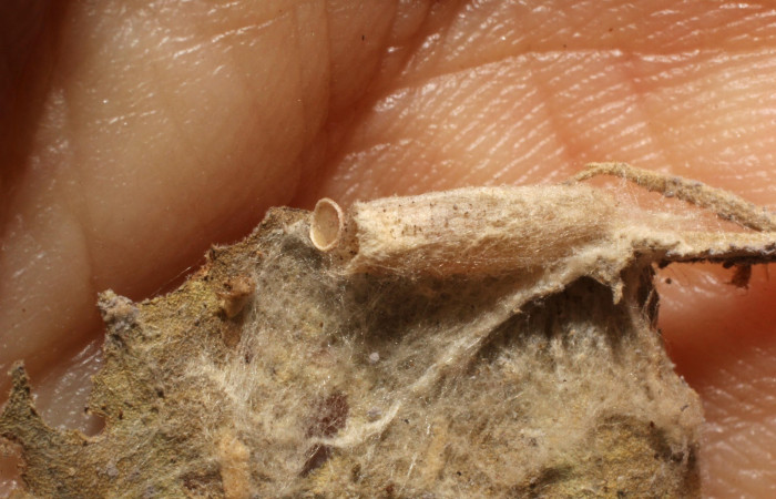 Fig. 14.Capullo de la familia Braconidae <i>Hypomicrogaster</i> Whitfield17, parásito en <i>Antaeotricha radicalis</i> (Depressariidae), en la planta hospedera <i>Vochysia guatemalensis</i>. Voucher: 12-SRNP-199-DHJ800913.JPG