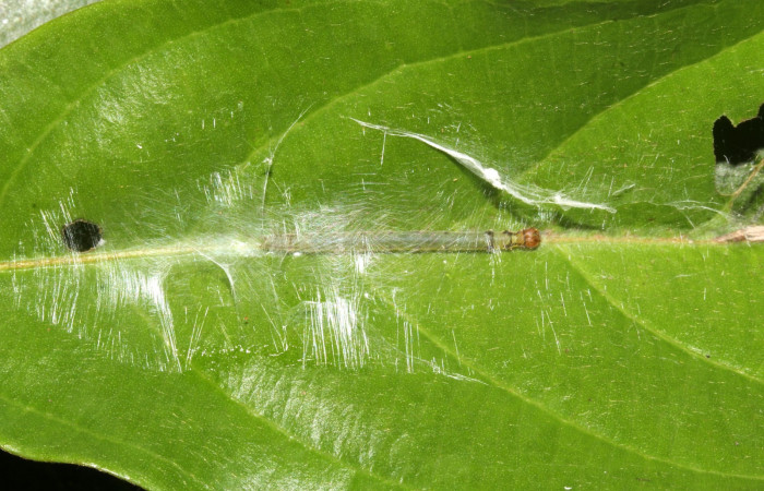 Fig. 6. Refugio de larva de <i>Antaeotricha radicalis</i> (Depressariidae), último estadio. En su planta <i>Terminalia amazonia</i>, de la familia (Combretaceae). Voucher: 17-SRNP-30395- DHJ736025.jpg