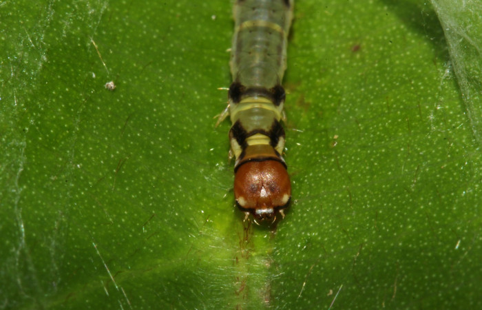 Fig.3. Larva de <i>Antaeotricha radicalis</i> (Depressariidae) aquí se ve la cabeza de frente y tórax, alimentándose en planta hospedera <i>Terminalia amazonia</i>, de la familia (Combretaceae). Voucher: 17-SRNP-30395-DHJ736029.jpg