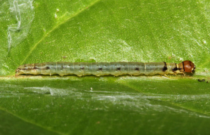 Fig. 4. Larva de <i>Antaeotricha radicalis</i> (Depresariidae), lateral entero, último estadio. En su planta <i>Terminalia amazonia</i>, de la familia (Combretaceae). Voucher: 17- SRNP-30395-DHJ736032.jpg.