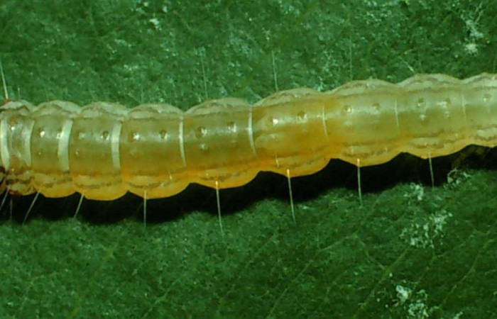 Fig. 11. Larva de <i>Antaeotricha fascicularis</i> (Depressariidae), en la planta hospedera <i>Manilkara chicle</i>, familia (Sapotaceae). Voucher: 95-SRNP-7695-DHJ25023.jpg. Otra especie muy similar en larva a <i>Antaeotricha radicalis</i>, es <i>Antaeotricha fascicularis</i>, siempre mostrando sus pelos laterales.