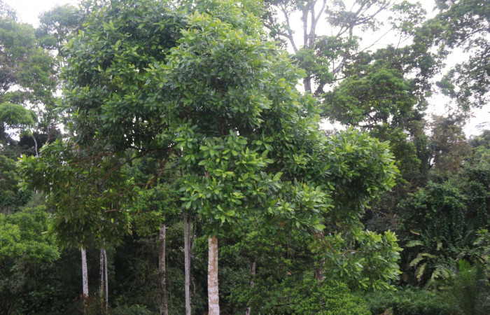 Fig. 24. Árboles de <i>Vochysia guatemalensis</i>, (Vochysiaceae), planta hospedera de <i>Antaeotricha radicalis</i>, (Depressariidae). Foto tomada por el Parataxónomo Minor Carmona B, en Estación Brasilia, Feb, 2022.