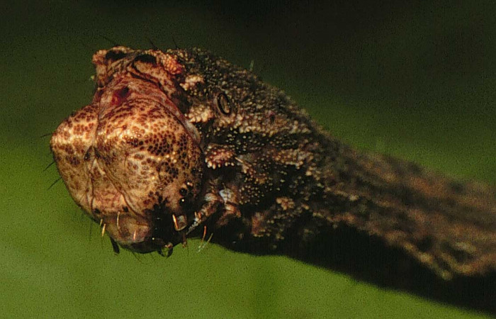 Fig. 12. Cabeza frontal de larva de <i>Ischnopteris</i> bifinitaDHJ02 (Goemetridae), mostrando ausencia de antifaz negro. Voucher: 00-SRNP-14209-DHJ55618.