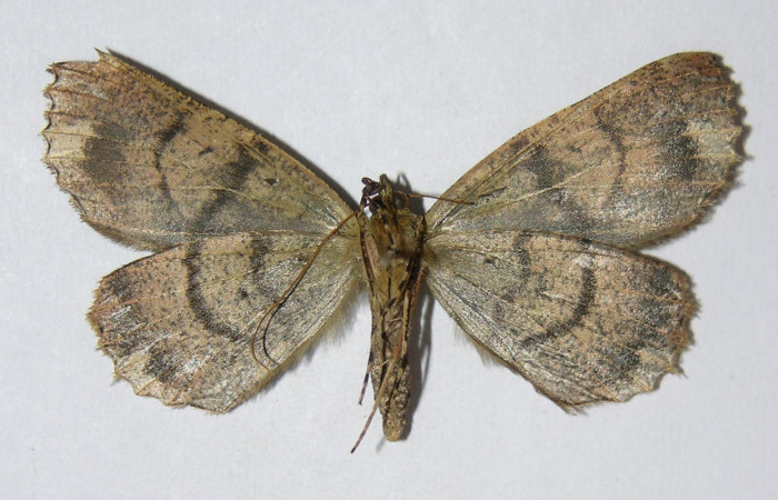 Fig. 23. Vista ventral de Hembra <i>Ischnopteris</i> bifinitaDHJ02 (Goemetridae). Voucher: 05-SRNP-32012-DHJ32473.