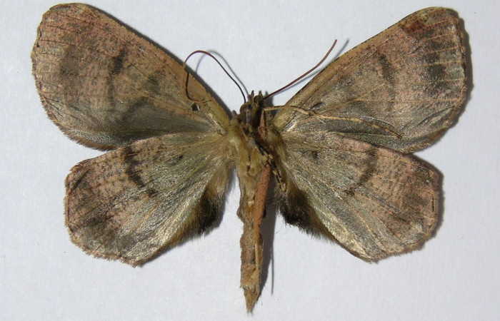 Fig. 21. Vista ventral de Macho <i>Ischnopteris</i> bifinitaDHJ02 (Goemetridae). Voucher: 05-SRNP-3409-DHJ326525.