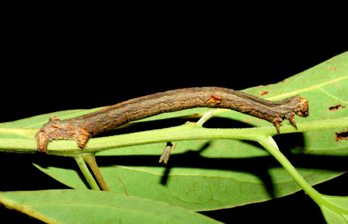 Fig. 6. Larva de <i>Ischnopteris</i> bifinitaDHJ02 (Goemetridae), comiendo <i>Cinnamomum triplinerve</i> (Lauraceae). Voucher: 07-SRNP-56757-DHJ423032.