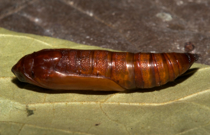 Fig. 18. Vista dorsal de pupa de <i>Ischnopteris bifinita</i>.(Goemetridae). Voucher: 19-SRNP-30214-DHJ749530.