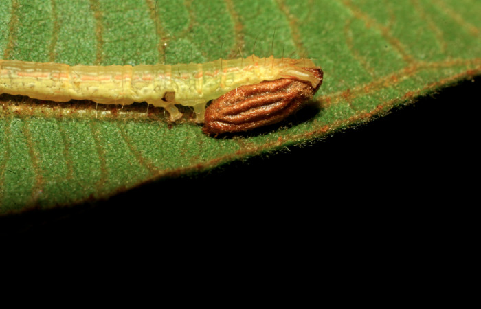 Fig.17 Observamos capullo de Snellenius sandyknappae (Braconidae), de larva [I]Helia argentipes[/I] (Erebidae), Sector Pitilla, Pasmompa, 440mts, (07-SRNP-34417-DHJ434777.jpg).