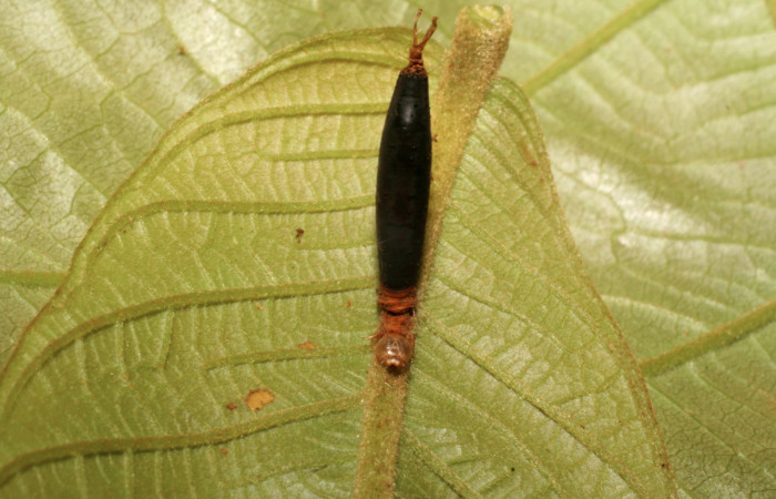 Fig.18 vista frontal de capullo de Aleiodes cameroniiDHJ03 (Braconidae), de larva [I]Helia argentipes[/I] (Erebidae)Sector Rincon Rain Forest, Puente Rio Negro, 340mts, (07-SRNP-42751-DHJ434853.jpg).