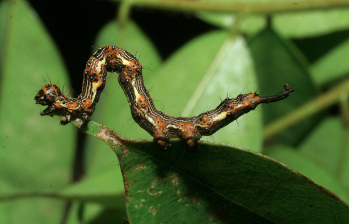 Fig.5 Vista lateral, [I]Helia sueroides[/I] (Erebidae), se colectó 22 Enero 2009, Sector Mundo Nuevo, Vado Zanja Tapada, 550mts. (09-SRNP-55264-DHJ451809.jpg).