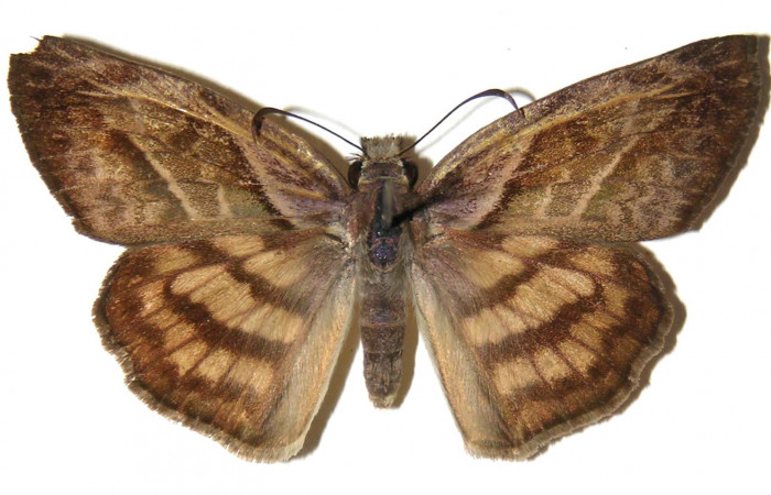 Fig 11. Adultos <i>Timochares trifasciata</i>, vista dorsal (Hembra) alcanzan a medir 43mm en alas abiertas.
Voucher 03-SRNP-960-DHJ305714