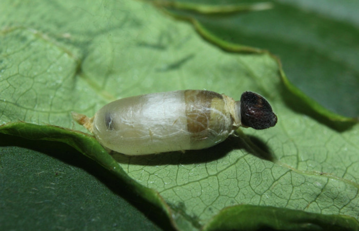 Fig 15. Pupario (Ichneumonidae) de parasito de larva <i>Timochares trifasciata</i>, en penultimo estadio, con 10 mm de largo.
Voucher 16-SRNP-71653-DHJ733350.jpg