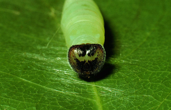 Fig 9. Prepupa de Larva [I]Timochares trifasciata[/I], vista desde el frente. Voucher 93-SRNP-2335-DHJ26406.jpg