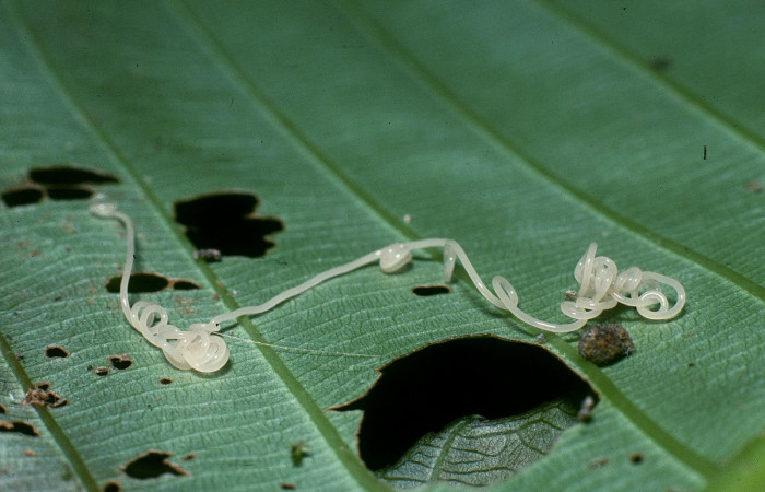 Figura 15. Parásito nematodeJanzen01 Janzen01 (Mermithidae) que ataca <i>Brenthia</i> Janzen04 (Choreutidae), localidad Puente Río Francia, Sector Rincón Rain Forest ACG (410m). Voucher: 04-SRNP-40495-DHJ83090.jpg.