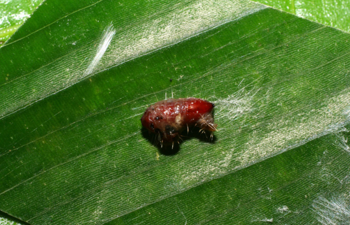 Figura 13. Pupario de parásito <i>Genea</i> Janzen23 (Tachinidae) que ataca <i>Brenthia</i> Janzen04 (Choreutidae), localidad Pasmompa, Sector Pitilla ACG (440m). Voucher: 05-SRNP-70538-DHJ420736.jpg.