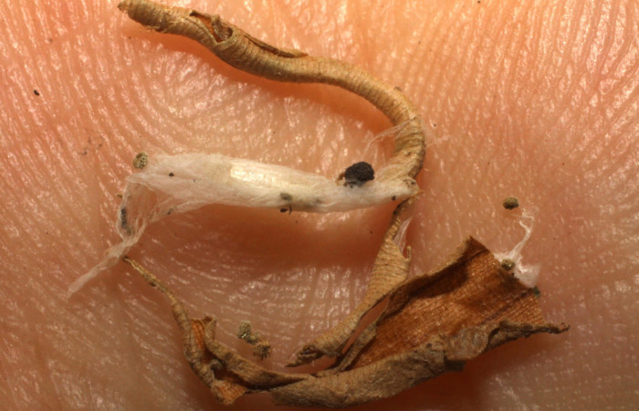 Figura 14. Capullo de parásito <i>Apanteles sergiocascantei</i> (Braconidae) que ataca <i>Brenthia</i> Janzen04 (Choreutidae), localidad Puente Río Negro, Sector Rincón Rain Forest ACG (340m). Voucher: 10-SRNP-40335-DHJ480536.jpg.