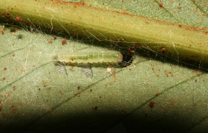Figura 4. Larva <i>Brenthia</i> Janzen04 (Choreutidae), penúltimo estadío (PU) vista dorsal, localidad Medrano Estación Biológica Quica, Sector Pitilla ACG (380m). Voucher: 10-SRNP-73230-DHJ479709.jpg.