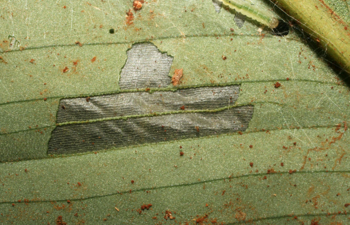 Figura 2. Detalle comido de larva <i>Brenthia</i> Janzen04 (Choreutidae), localidad Medrano Estación Biológica Quica, Sector Pitilla ACG (380m). Voucher: 10-SRNP-73230-DHJ479712.jpg.