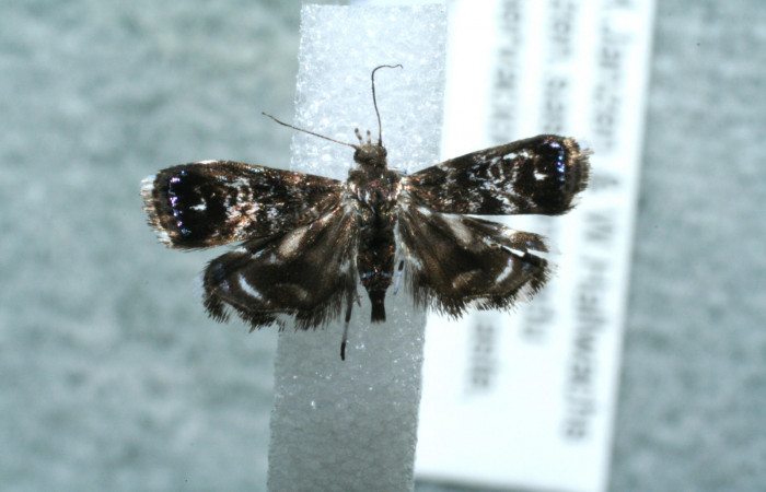 Figura 9. Adulto de <i>Brenthia</i> Janzen04 (Choreutidae), vista dorsal, localidad Bullas Estación Biológica Quica, Sector Pitilla  ACG (440m). Voucher: 11-SRNP-72346-DHJ560954.jpg.