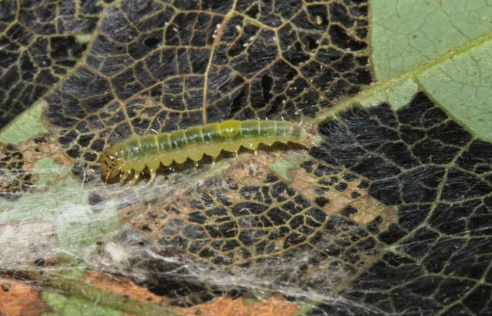 Figura 18. Larva <i>Brenthia</i> Janzen02 (Choreutidae), último estadío (U) vista lateral, localidad Sendero Juntas, Sector Rincón Rain Forest ACG (400m). Voucher: 12-SRNP-44618-DHJ707343.jpg.