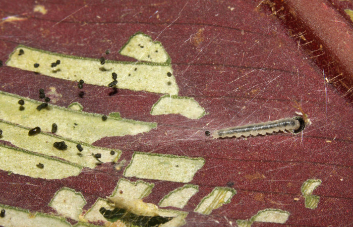 Figura 3. Larva <i>Brenthia</i> Janzen04 (Choreutidae), vista lateral, localidad Sendero Memos, Sector Pitilla ACG (740m). Voucher: 13-SRNP-31729-DHJ720215.jpg.