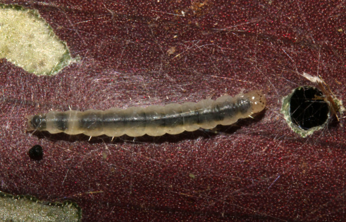 Figura 6. Larva <i>Brenthia</i> Janzen04 (Choreutidae), último estadío (U) vista dorsal, localidad Sendero Memos, Sector Pitilla ACG (740m). Voucher: 13-SRNP-31729-DHJ720218.jpg.