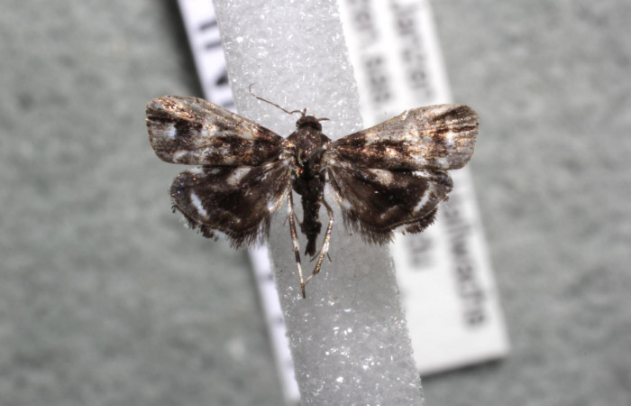 Figura 12. Adulto de <i>Brenthia</i> Janzen04 (Choreutidae), vista dorsal, localidad Medrano Estación Biológica Quica, Sector Pitilla ACG (380m). Voucher: 13-SRNP-71777-DHJ583067.jpg.