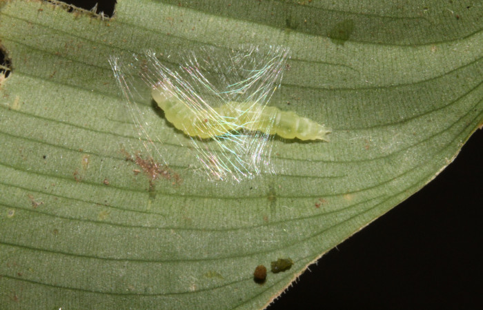 Figura 5. Larva <i>Brenthia</i> Janzen04 (Choreutidae), último estadío (U) vista dorsal, localidad San Lucas, Sector Rincón Rain Forest ACG (320m). Voucher: 14-SRNP-40214-DHJ708557.jpg.