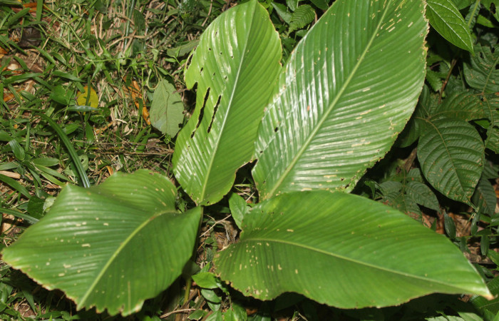 Figura 21. Planta hospedera de <i>Brenthia</i> Janzen04 (Choreutidae), esta planta se llama <i>Calathea marantifolia</i> (Marantaceae), localidad Calma Estación Biológica Quica, Sector Pitilla ACG (412m), foto: Ricardo Calero 06 Abril 2022.