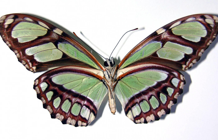 Figura 17. Adulto de <i>Philaethria dido</i> (Nymphalidae) macho vista ventral, localidad Sendero Orosi Sector Orosi ACG (620m). Voucher: 02-SRNP-15008-DHJ96443.jpg.