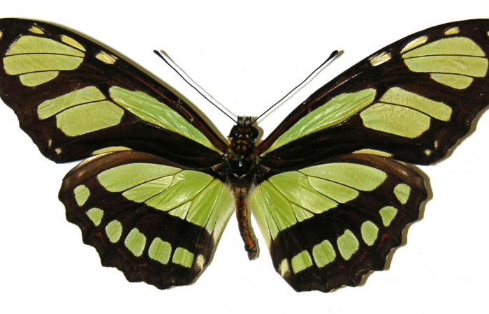 Figura 10. Adulto de <i>Philaethria diatonica</i> (Nymphalidae) hembra vista dorsal, localidad Estación Pitilla Sector Pitilla ACG (675m). Voucher: 05-SRNP-31534-DHJ309168.jpg.
