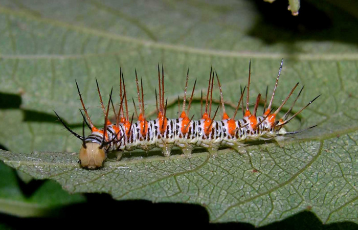 Figura 2. Larva <i>Philaethria diatonica</i> (Nymphalidae), en penúltimo estadío (PU), vista lateral, localidad Estación Pitilla Sector Pitilla ACG (675m). Voucher: 105-SRNP-31534-DHJ404167.jpg.