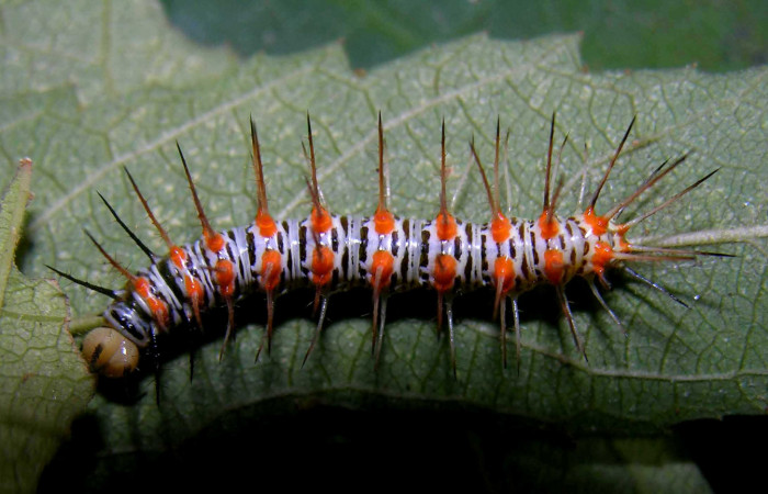Figura 3. Larva <i>Philaethria diatonica</i> (Nymphalidae), en penúltimo estadío (PU), vista lateral, localidad Estación Pitilla Sector Pitilla ACG (675m). Voucher: 05-SRNP-31534-DHJ404168.jpg.