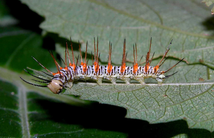 Figura 4. Larva <i>Philaethria diatonica</i> (Nymphalidae), en penúltimo estadío (PU), vista lateral, localidad Estación Pitilla Sector Pitilla ACG (675m). Voucher: 05-SRNP-31534-DHJ404169.jpg.