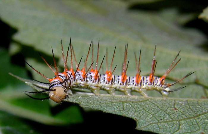 Figura 5. Larva <i>Philaethria diatonica</i> (Nymphalidae), en penúltimo estadío (PU), vista lateral, localidad Estación Pitilla Sector Pitilla ACG (675m)). Voucher: 05-SRNP-31534-DHJ404171.jpg.