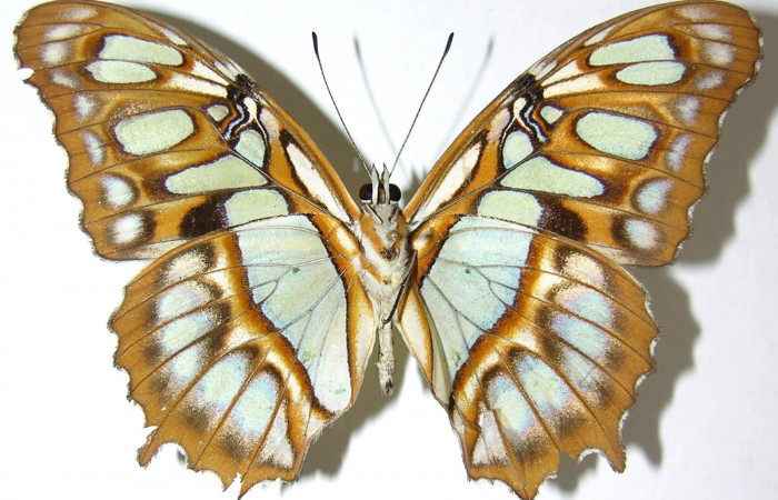 Figura 19. Adulto de <i>Siproeta</i> biplagiataDHJ01 (Nymphalidae) macho vista ventral, localidad Estación La Perla Sector Mundo Nuevo ACG (325m). Voucher: 07-SRNP-60298-DHJ385549.jpg.