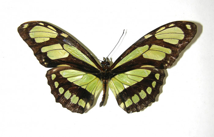 Figura 8. Adulto de <i>Philaethria diatonica</i> (Nymphalidae) macho vista dorsal, localidad Quebrada Lajosa Sector Del Oro ACG (400m). Voucher: 08-SRNP-21549-DHJ394992.jpg.