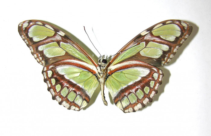 Figura 9. Adulto de <i>Philaethria diatonica</i> (Nymphalidae) macho vista ventral, localidad Quebrada Lajosa Sector Del Oro ACG (400m). Voucher: 08-SRNP-21549-DHJ394993.jpg.