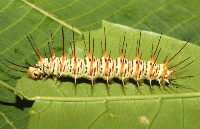 Figura 12. Larva<i> Philaethria dido</i>
 (Nymphalidae), en penúltimo estadío (PU), vista lateral, localidad Pasmompa Sector Pitilla ACG (440m). Voucher: 17-SRNP-71311-DHJ737872.jpg.