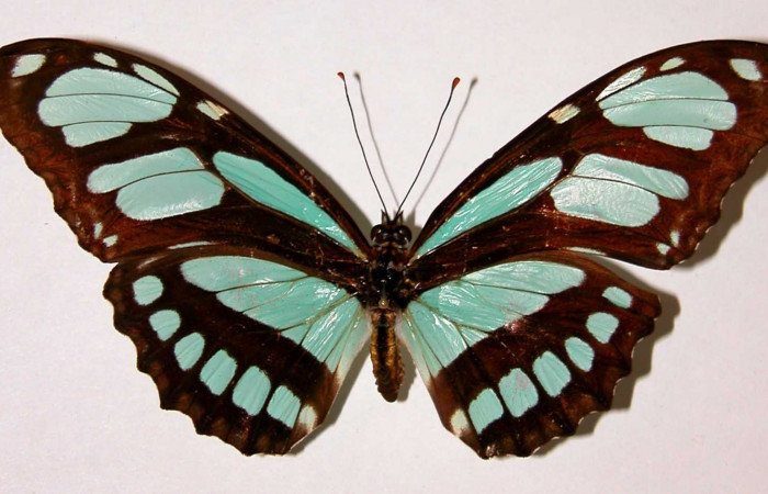 Figura 14. Adulto de <i>Philaethria dido</i> (Nymphalidae) macho vista dorsal, localidad Bosque San Emilio Sector Santa Rosa ACG (300m). Voucher: 87-SRNP-1367-DHJ34052.jpg.