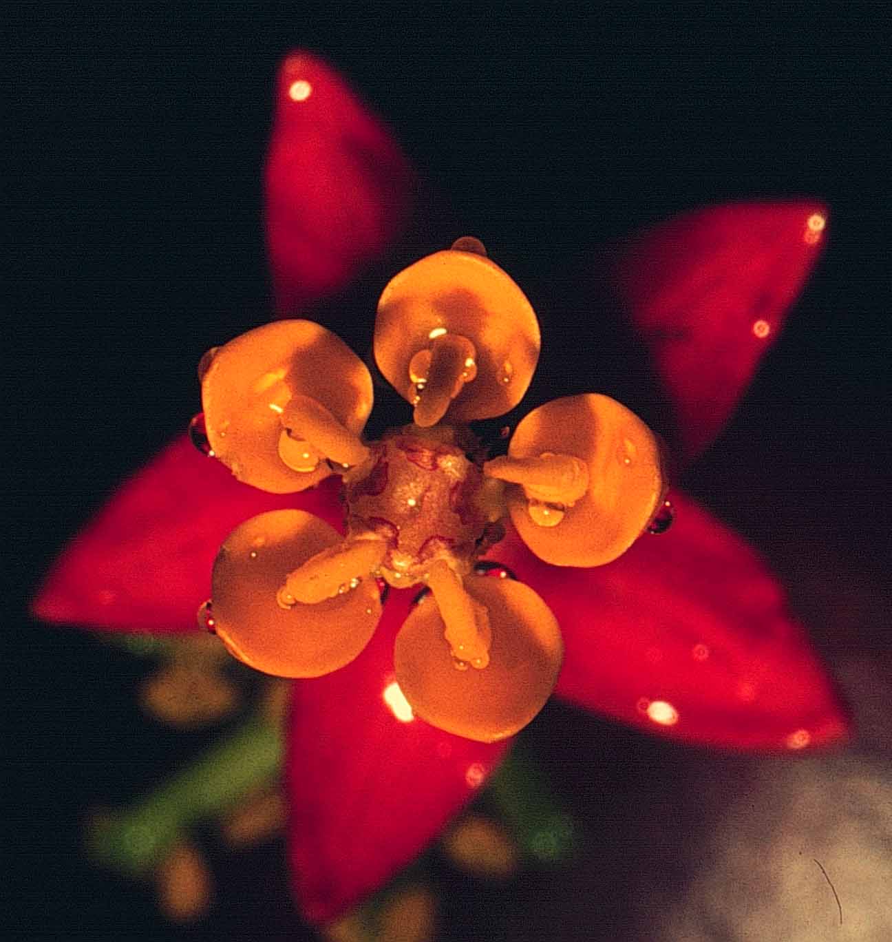 Asclepias curassavica L. Planta tóxica