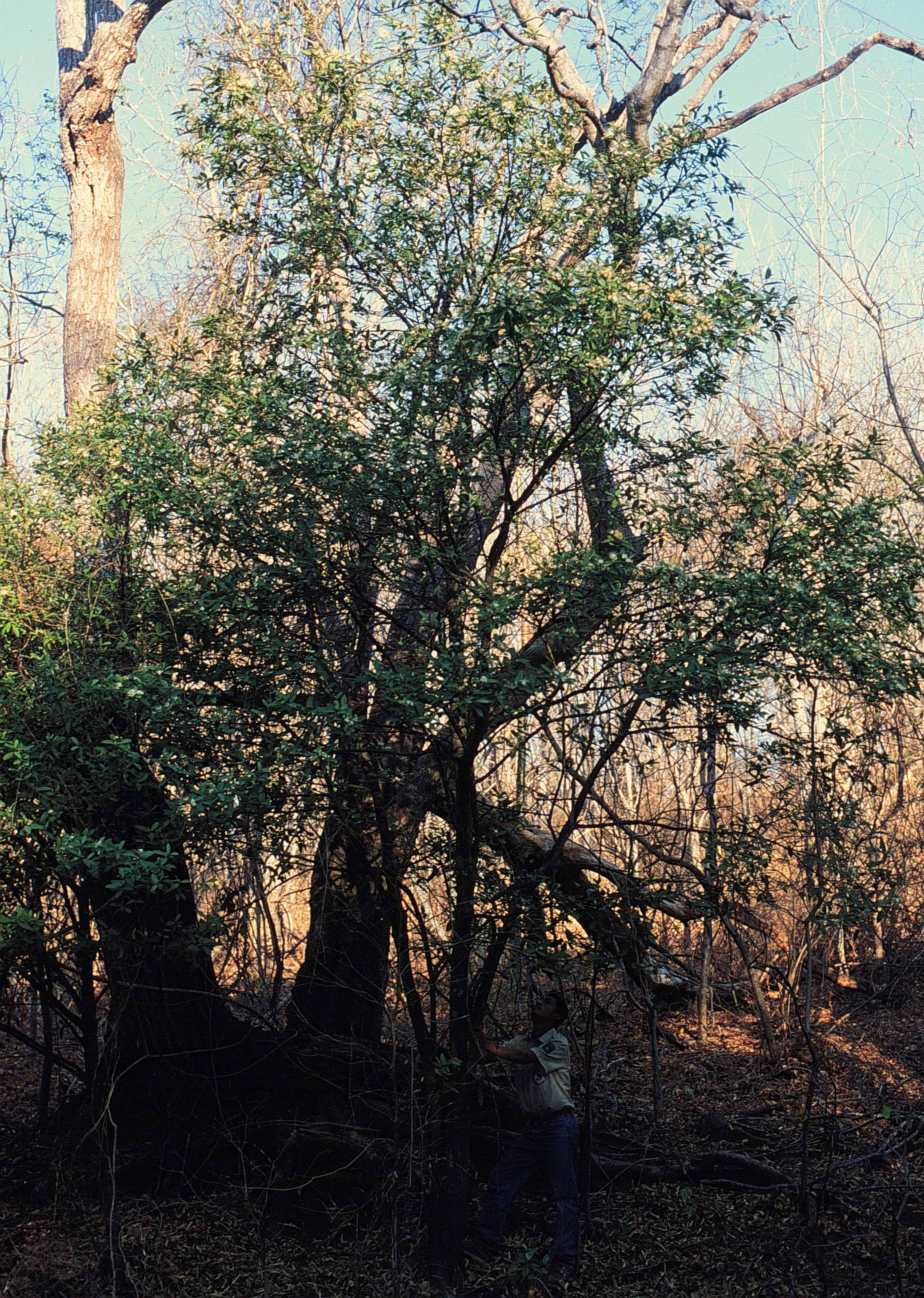 Capparis Indica 23 Setiembre 1998