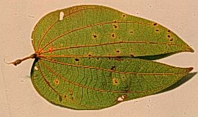 Bauhinia ungulata Species Home Page